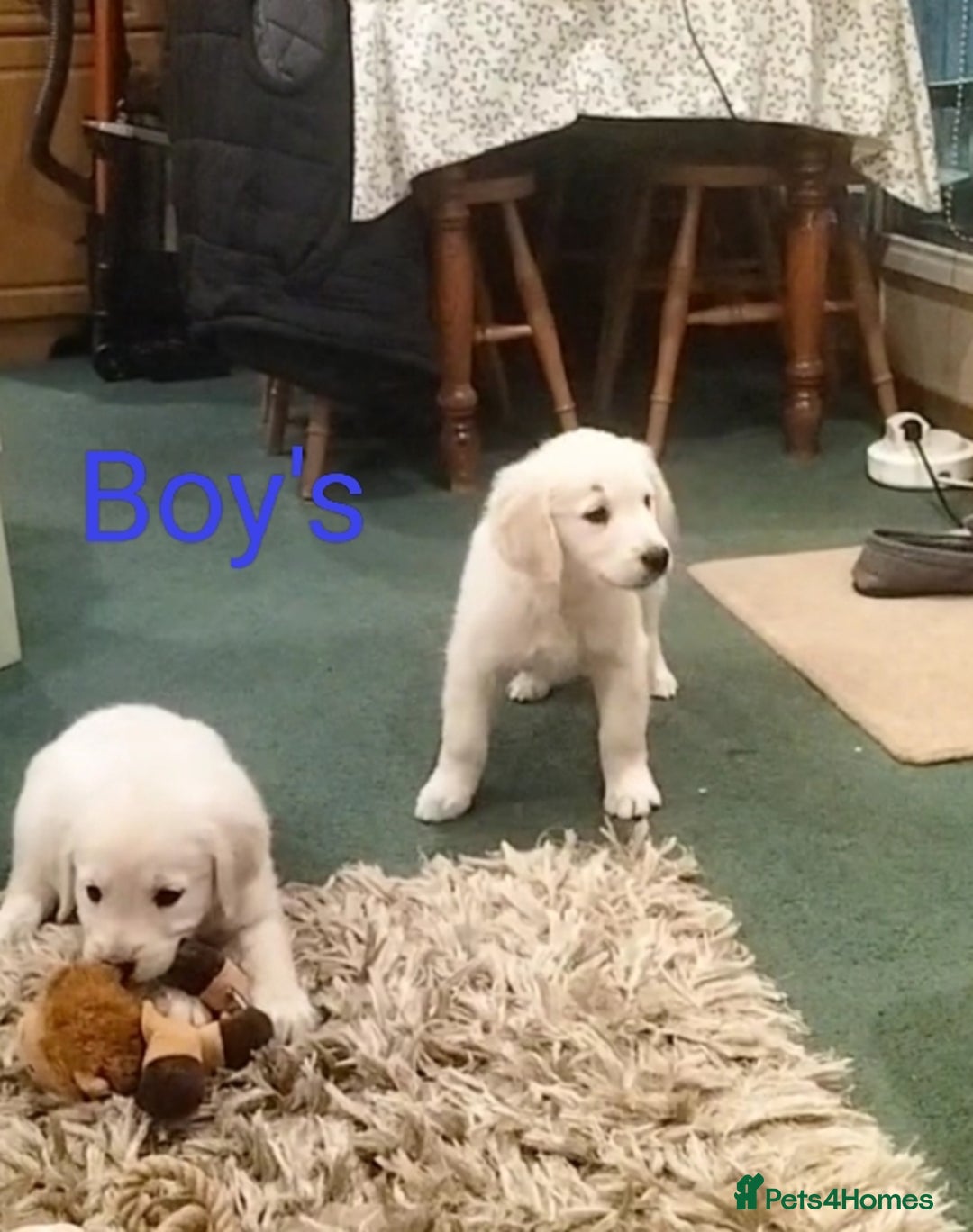 Golden Retriever dogs for sale: GOLDEN RETRIEVER PUPS - Advert 33