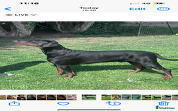Belgian Shepherd Dog dogs for sale: Stunning litter of Belgium Malinois X Dobermann  - Image 8