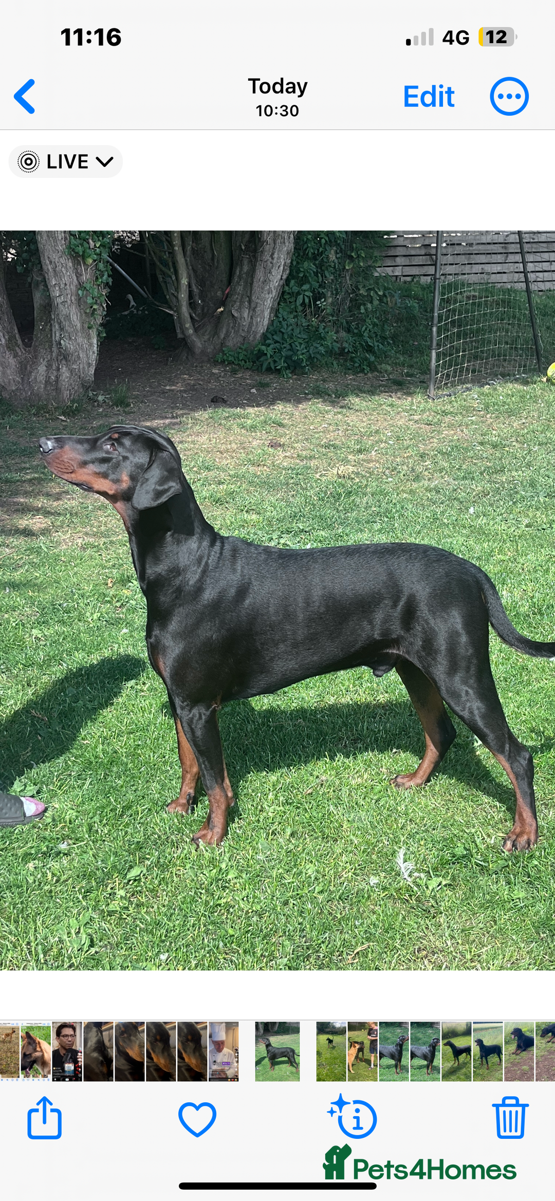 Belgian Shepherd Dog dogs for sale: Stunning litter of Belgium Malinois X Dobermann  - Image 8