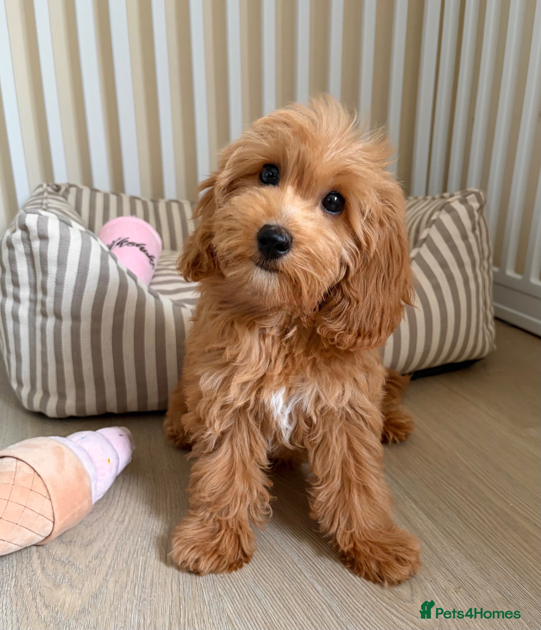 Cockapoo dogs Health tested cockapoo puppies  - Advert 2