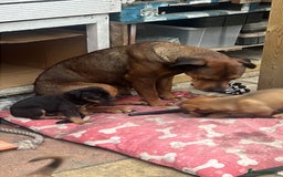 Mixed Breed dogs for sale: F4 STAFFWEILERS - Image 14