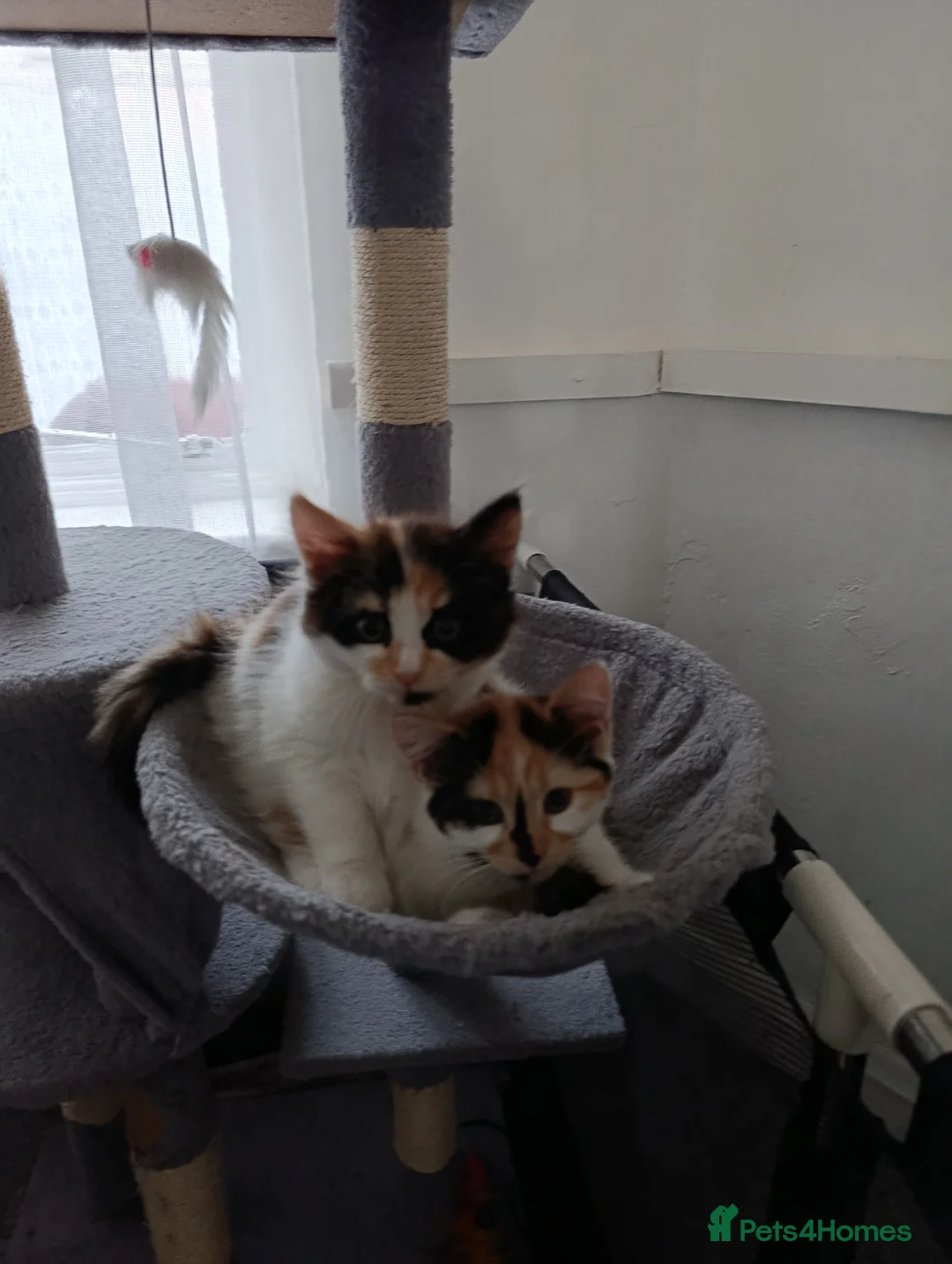 Mixed Breed cats for sale: Mini covs :D - Advert 4