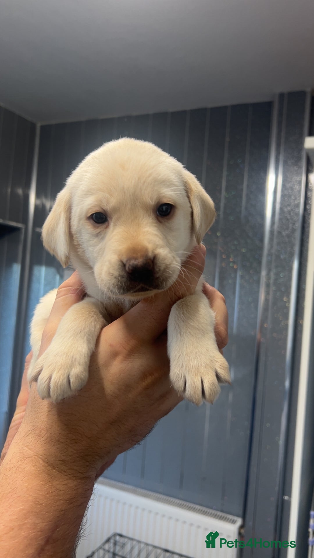 Labrador Retriever dogs for sale: Stunning Labrador puppys - Advert 16