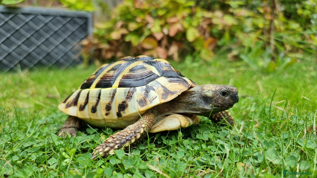 Tortoise reptiles for sale: Testudo Hermanni -tortoise for sale 7 years old - Image 18