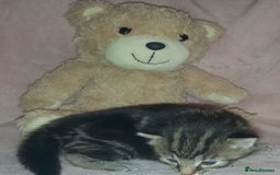 Norwegian Forest Cat cats for sale: Norwegian forest x kittens - Image 2