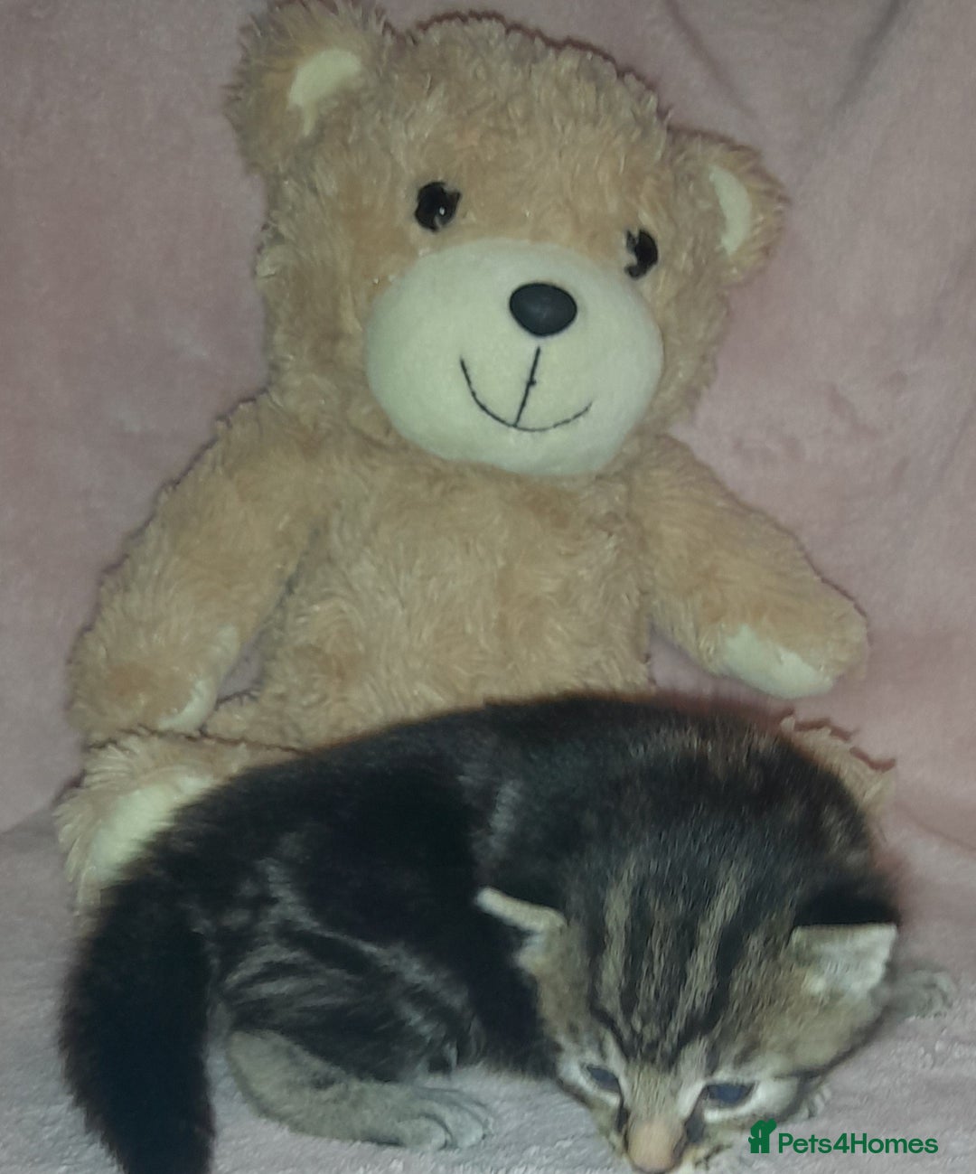 Norwegian Forest Cat cats for sale: Norwegian forest x kittens - Image 2