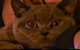 British Shorthair cats for sale: British Shorthair for Sale  - Image 2