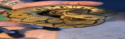 Python Snake reptiles for sale: Royal Python  - Advert 3