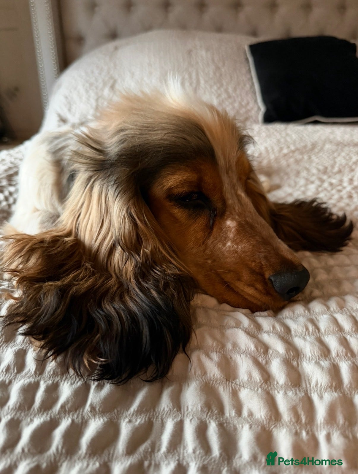 Cocker Spaniel dogs  8 Month Old Cocker Spaniel Boy – Milo - Advert 2