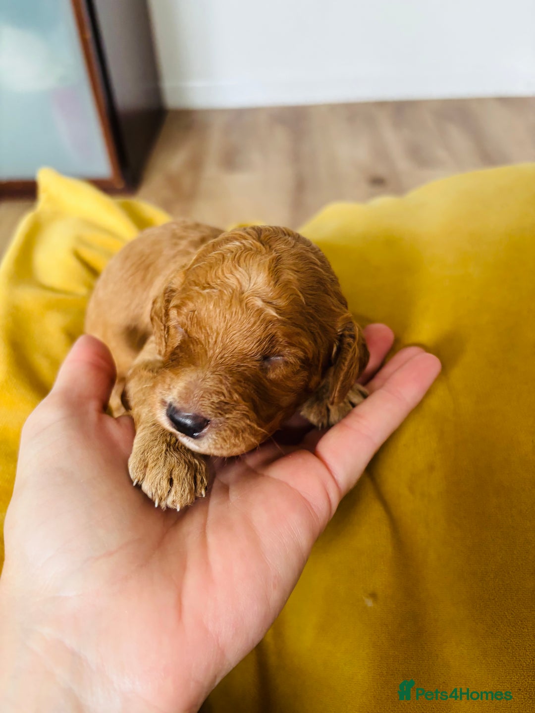 Cavapoo dogs for sale: Gorgeous F1B Cavapoo puppies - Image 2