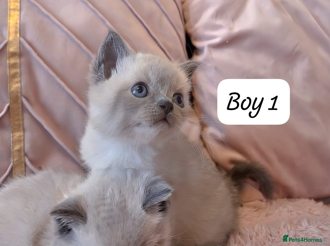 Ragdoll cats for sale: RAGDOLL X BSH KITTENS ❤️ - Image 3