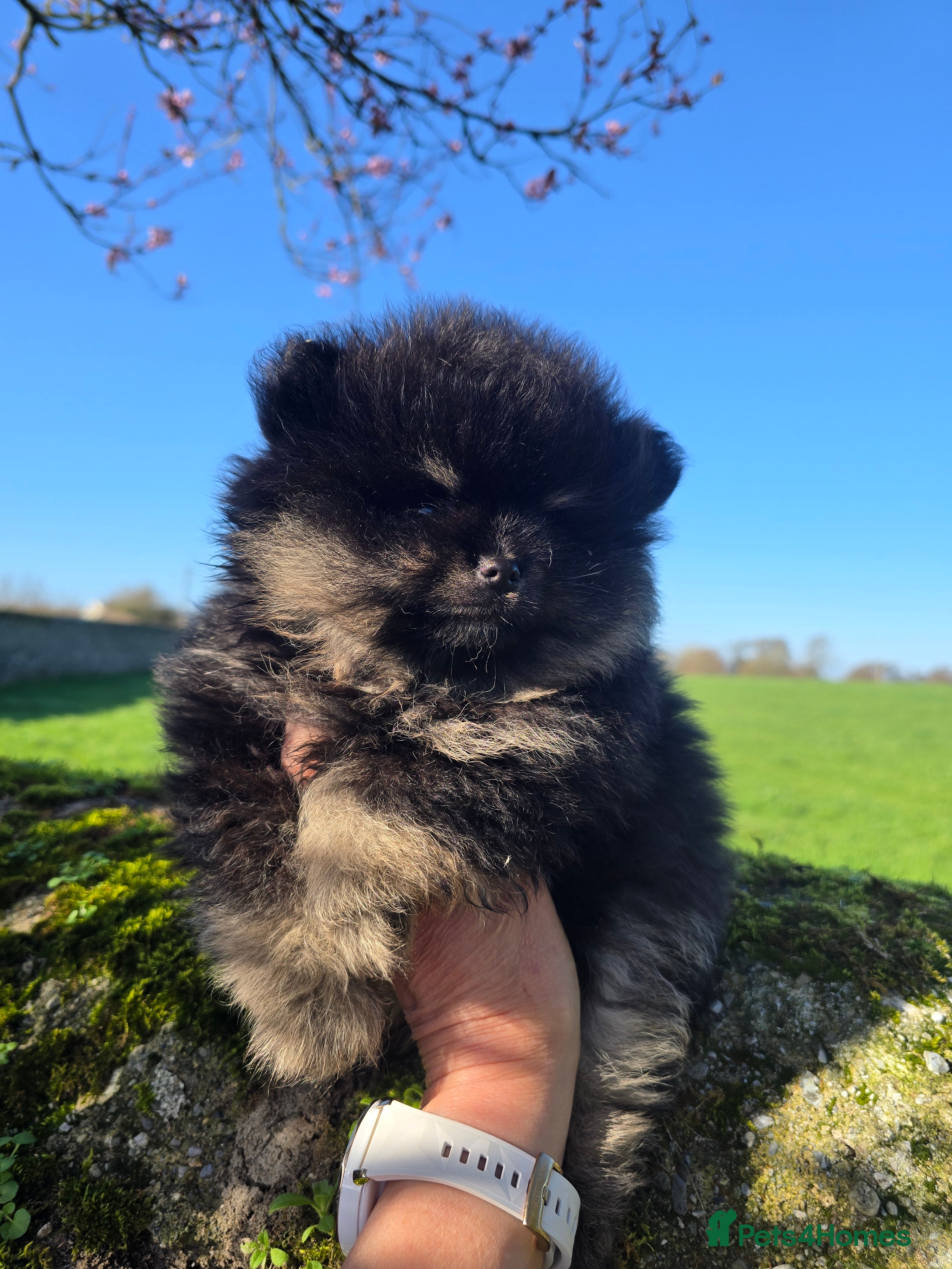 Pomeranian dogs Tiny hearts wrapped in fluffy coats ready for love - Advert 1