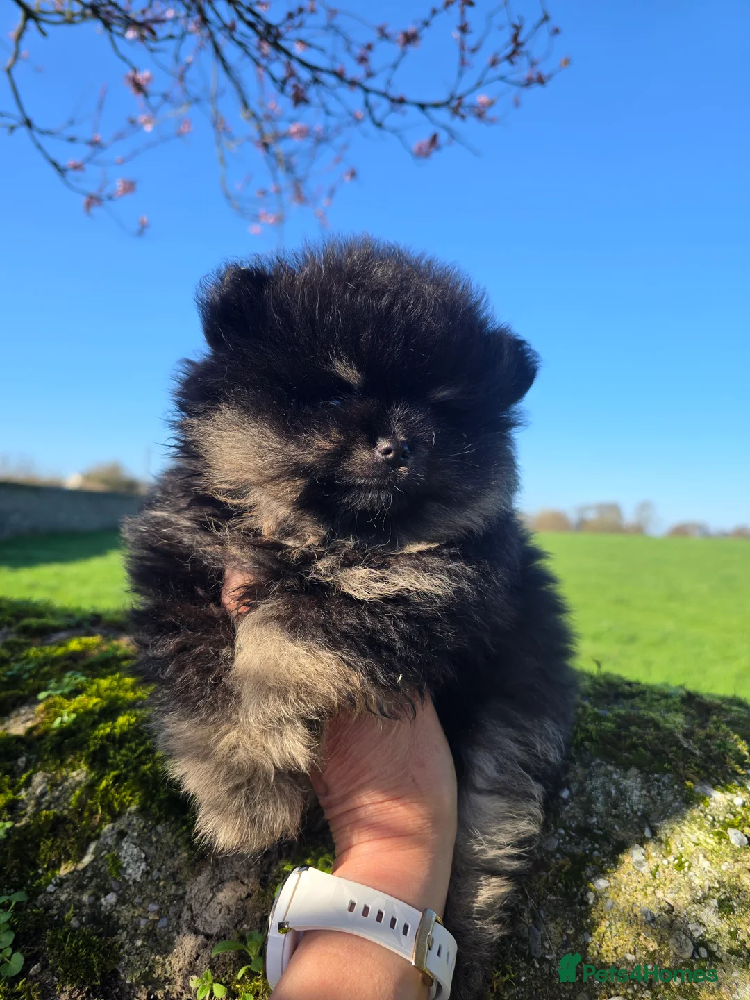 Pomeranian dogs for sale: Tiny hearts wrapped in fluffy coats ready for love - Advert 1