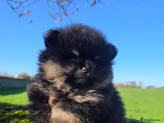 Pomeranian dogs Tiny hearts wrapped in fluffy coats ready for love - Advert 1