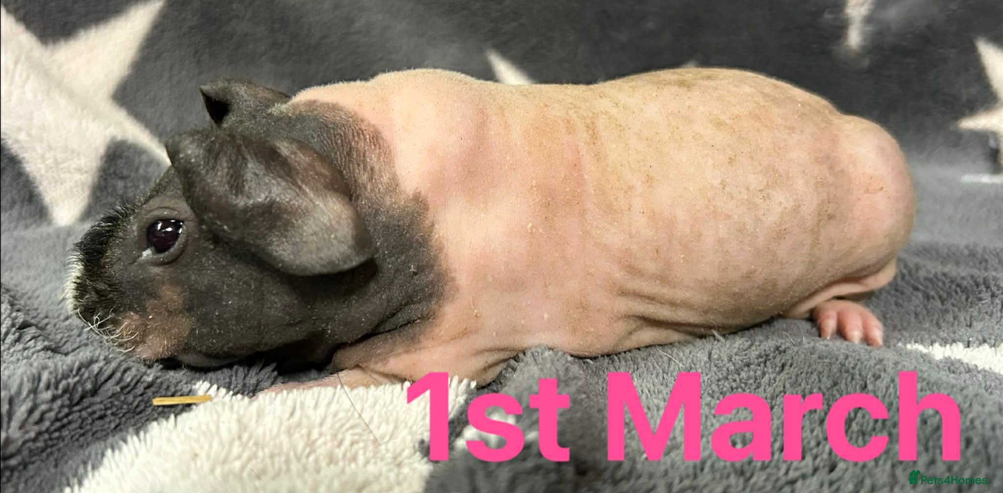 Guinea Pig rodents Skinny Pig Sows. READY NOW/RESERVE - Advert 8