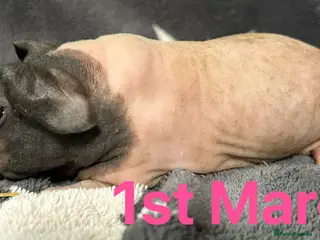 Guinea Pig rodents Skinny Pig Sows. READY NOW/RESERVE - Advert 8