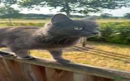 Russian Blue cats for sale: Sweet 4 Year Old Russian Blue Girl  - Image 15