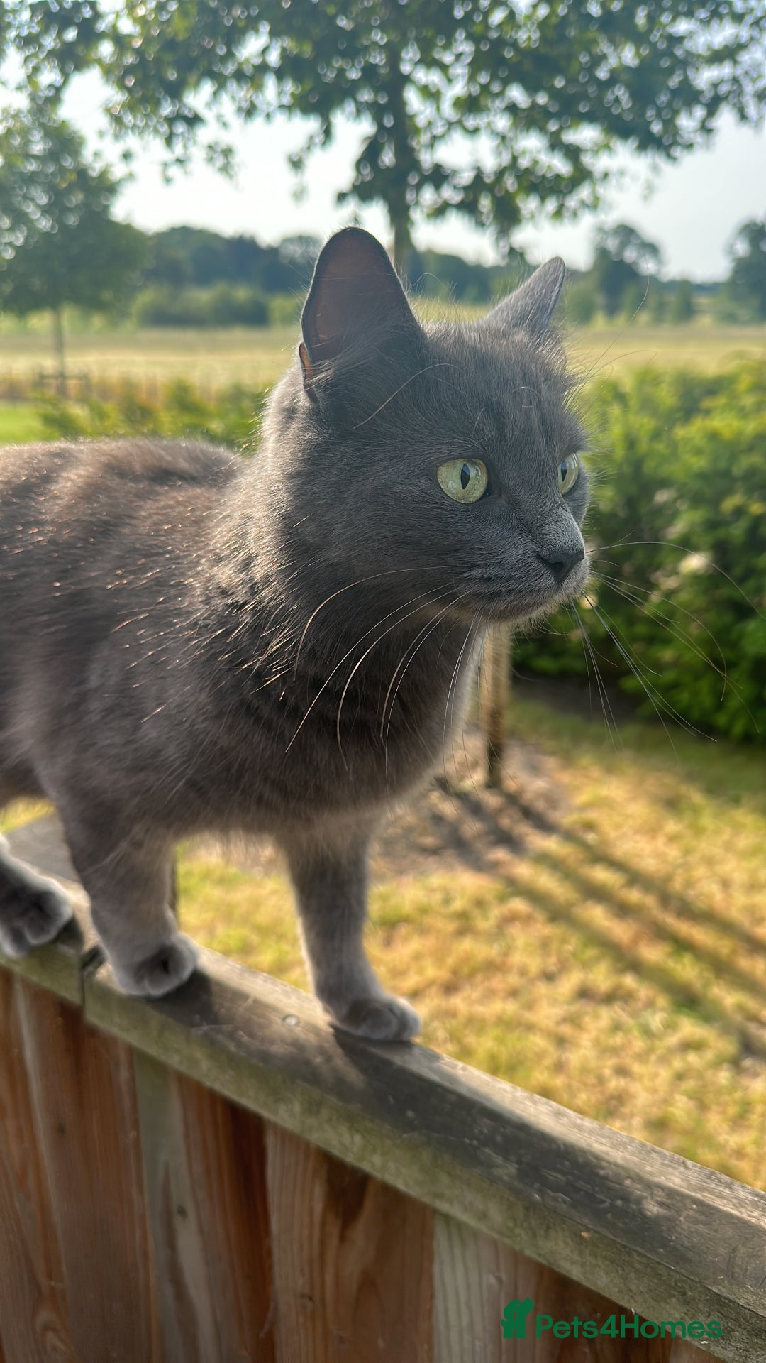 Russian Blue cats for sale: Sweet 4 Year Old Russian Blue Girl  - Image 15