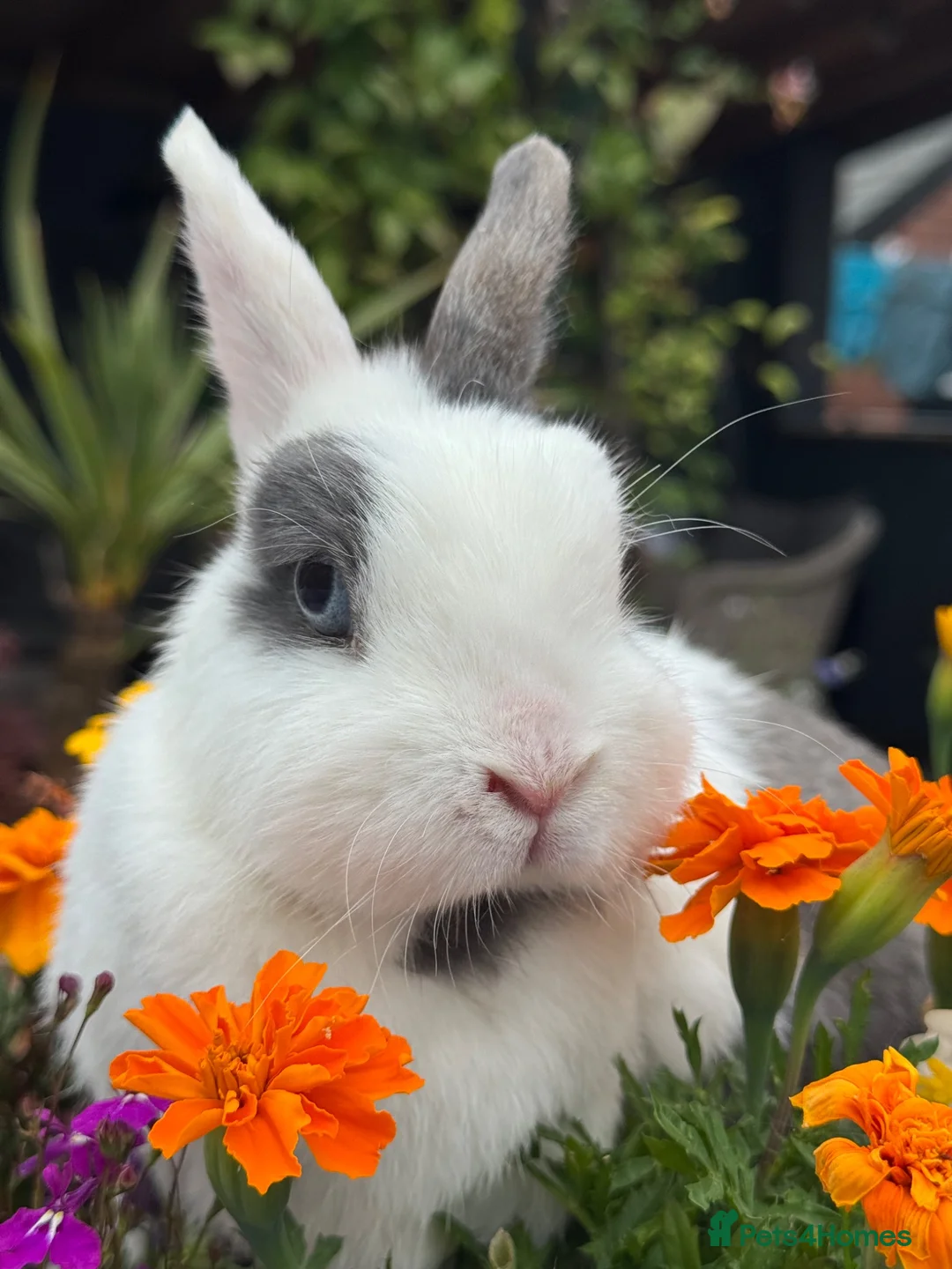 Netherland Dwarf rabbits for sale: Netherland dwarf doe very tame - Advert 4