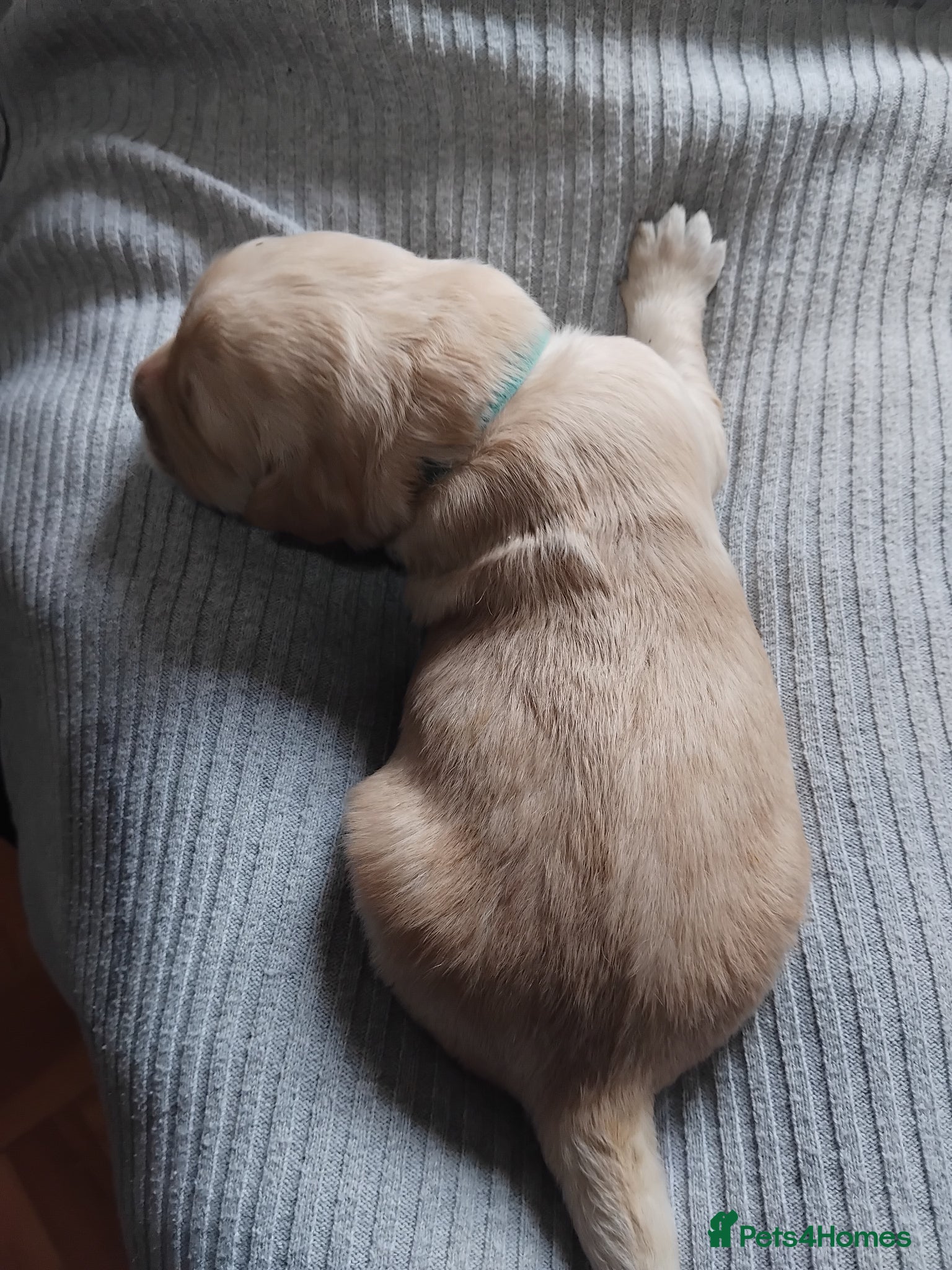Golden Retriever Puppy 6