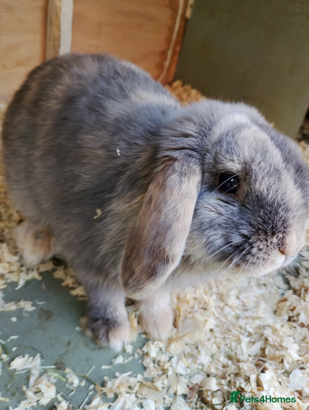 Mini Lop rabbits for sale: Bucks  - Advert 2