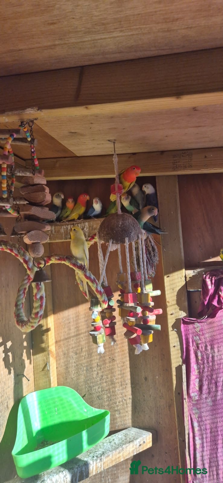 Lovebirds birds Mixed colour lovebirds for sale - Advert 1