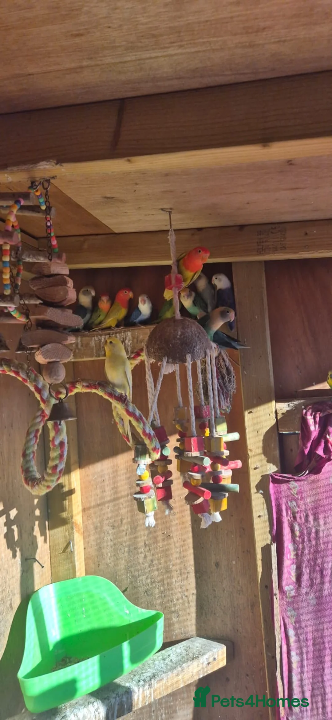 Lovebirds birds for sale: Mixed colour lovebirds for sale - Advert 1