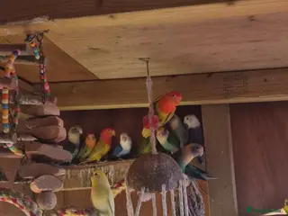 Lovebirds birds Mixed colour lovebirds for sale - Advert 1