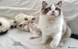 Ragdoll cats for sale: 🐾Stunning Ragdoll Kittens🧬DNA🏆ChampParents🐾 - Image 11