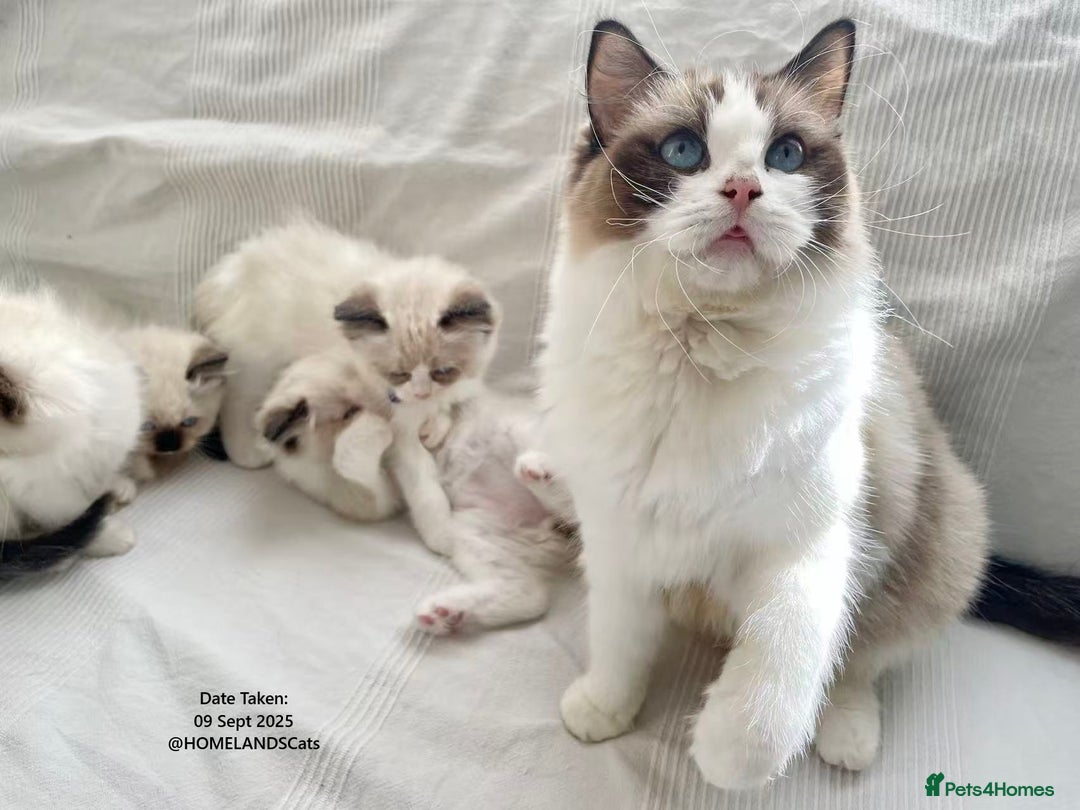 Ragdoll cats for sale: 🐾Stunning Ragdoll Kittens🧬DNA🏆ChampParents🐾 - Image 11