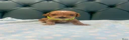 Cockapoo dogs for sale: 5⭐️ Licensed breeder. F1 cockapoo PRA Clear - Advert 22