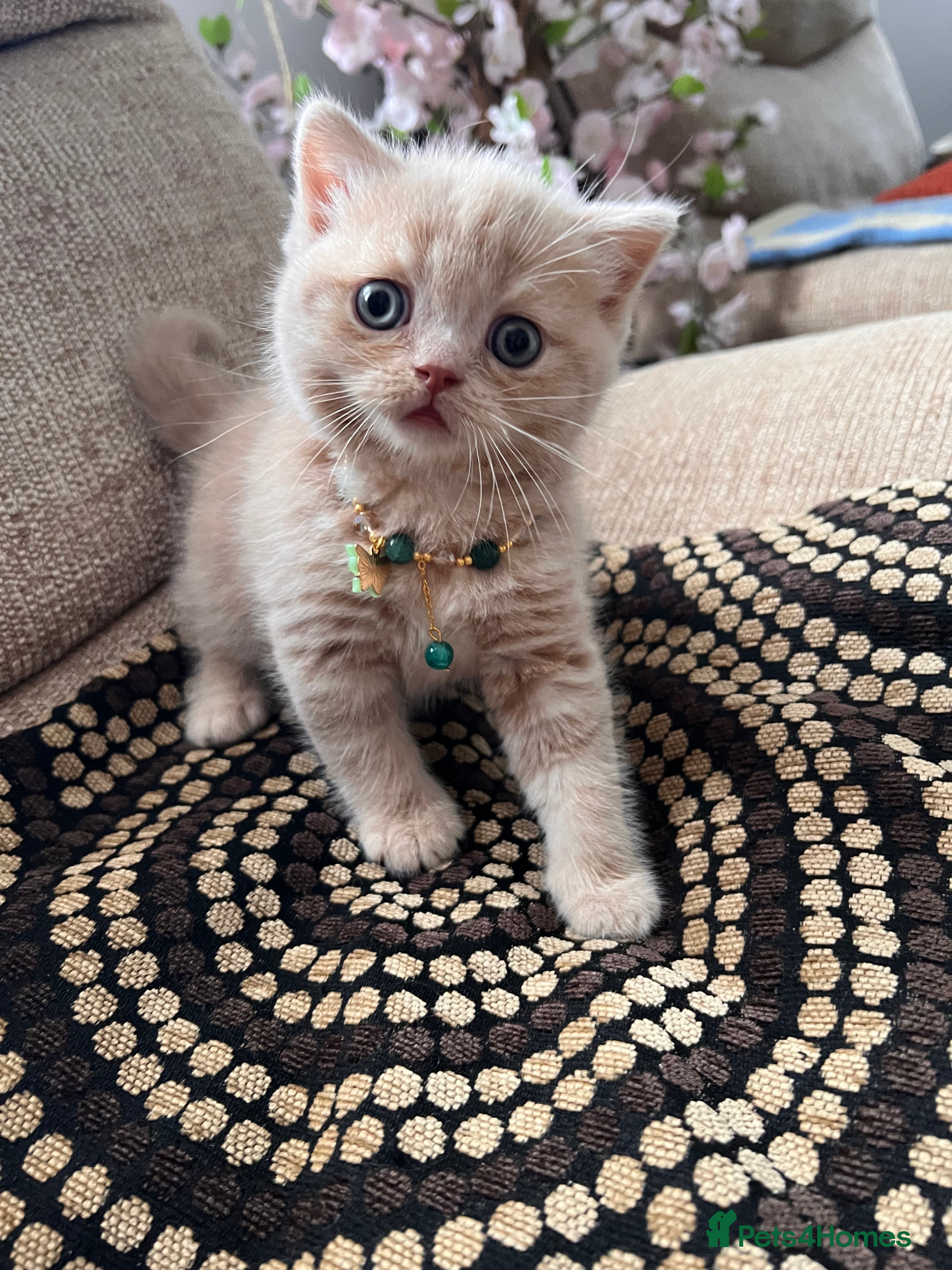 Scottish Fold cats for sale: 😻SCOTTISH FOLD 😻 CREAM & RED COLOUR 😻 - Advert 20