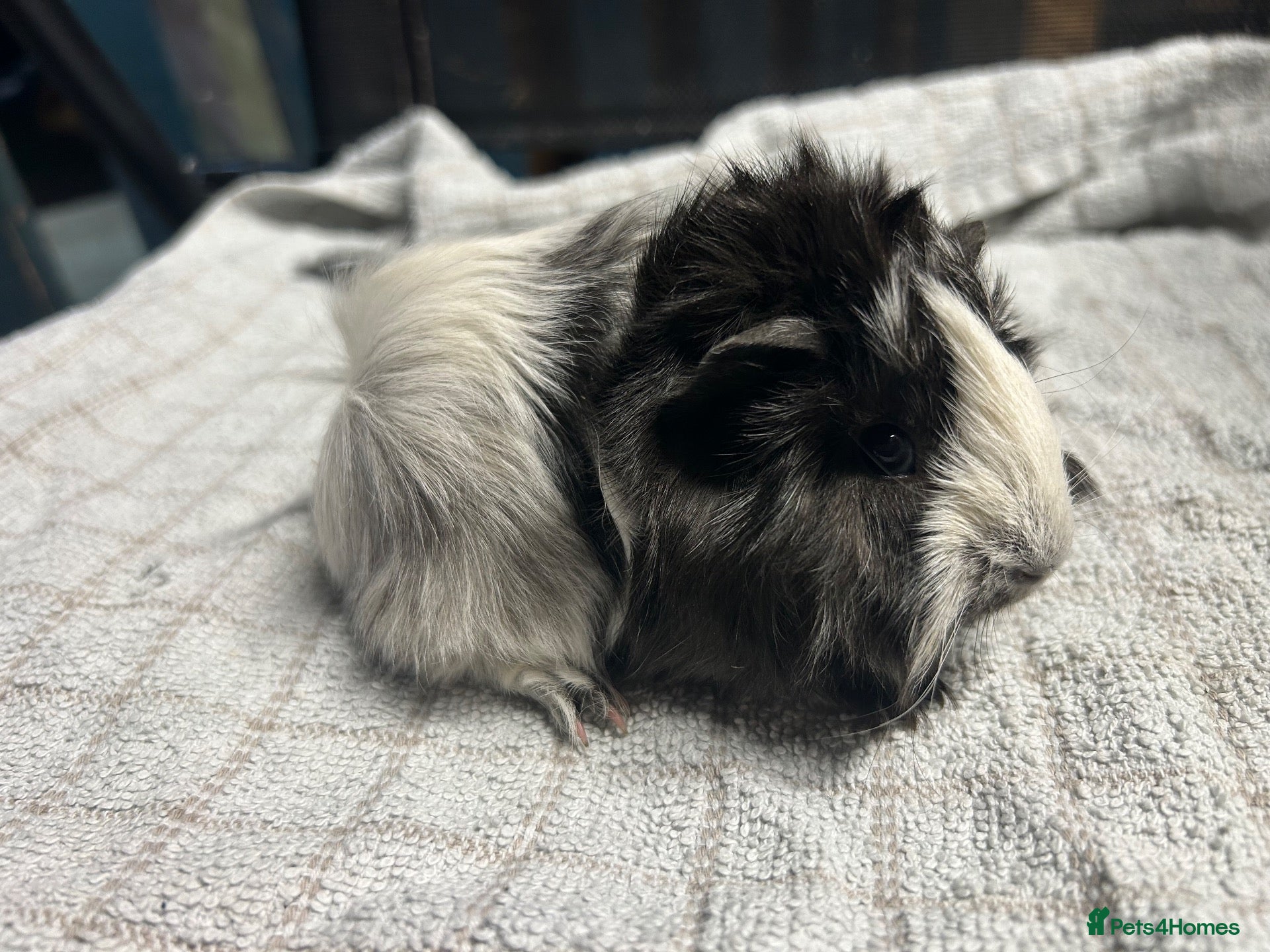 Guinea Pig rodents beautiful friendly guinea pigs to reserve  - Advert 2