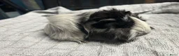 Guinea Pig rodents for sale: beautiful friendly guinea pigs to reserve  - Advert 2