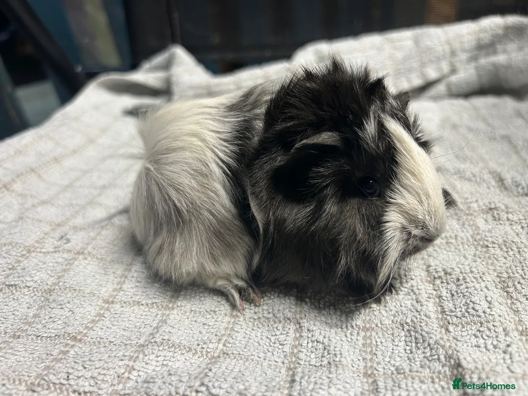 Guinea Pig rodents for sale: beautiful friendly guinea pigs to reserve  - Advert 2