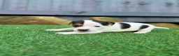 Jack Russell dogs for sale: Jack russell  - Advert 6