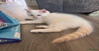 Ragdoll cats - Advert 8