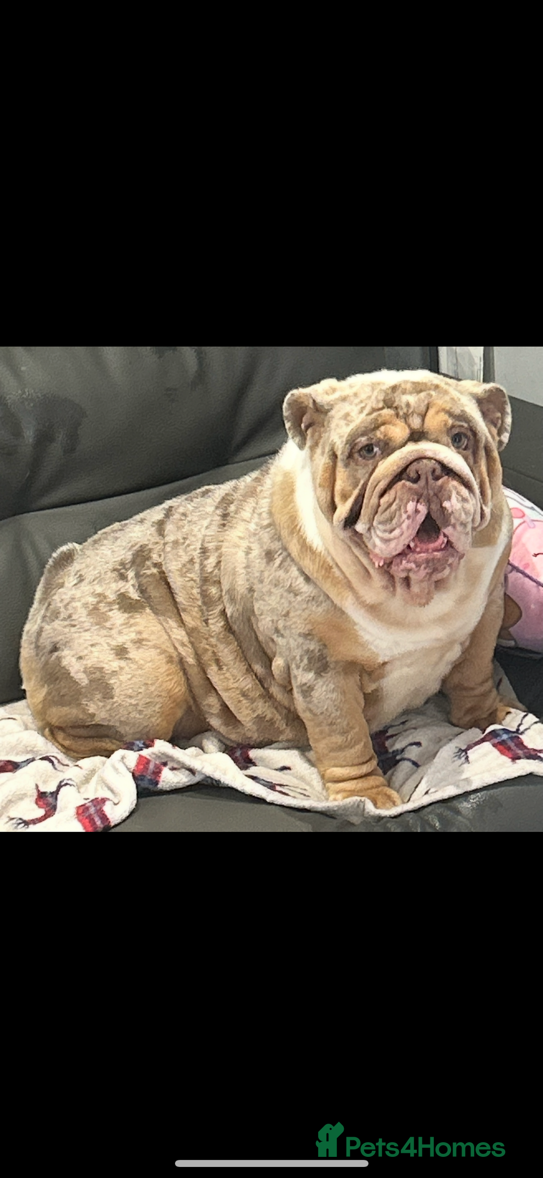 English Bulldog dogs for sale: Kc litter outstanding bloodlines bulldog pups  - Image 24