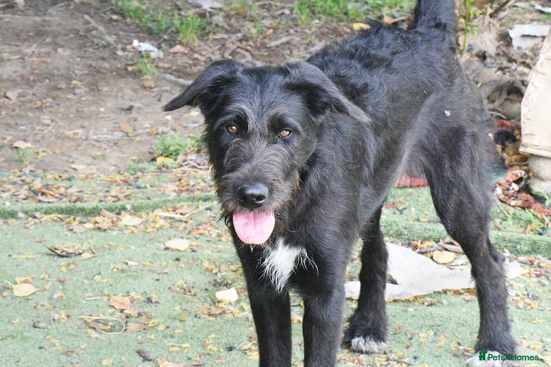 Irish Wolfhound dogs for adoption: Candy - Image 3