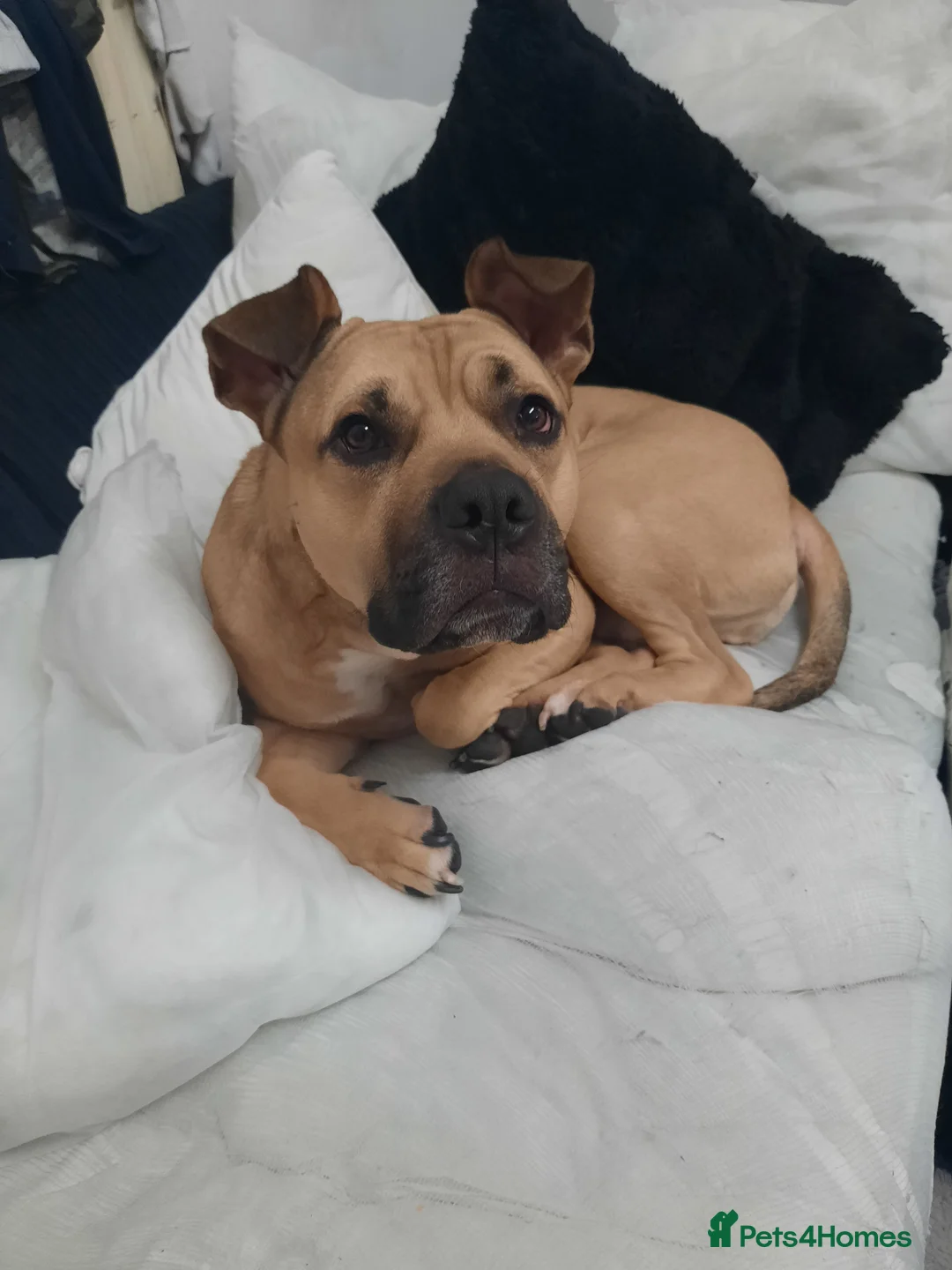 Mixed Breed dogs for sale: Male boy  - Advert 2