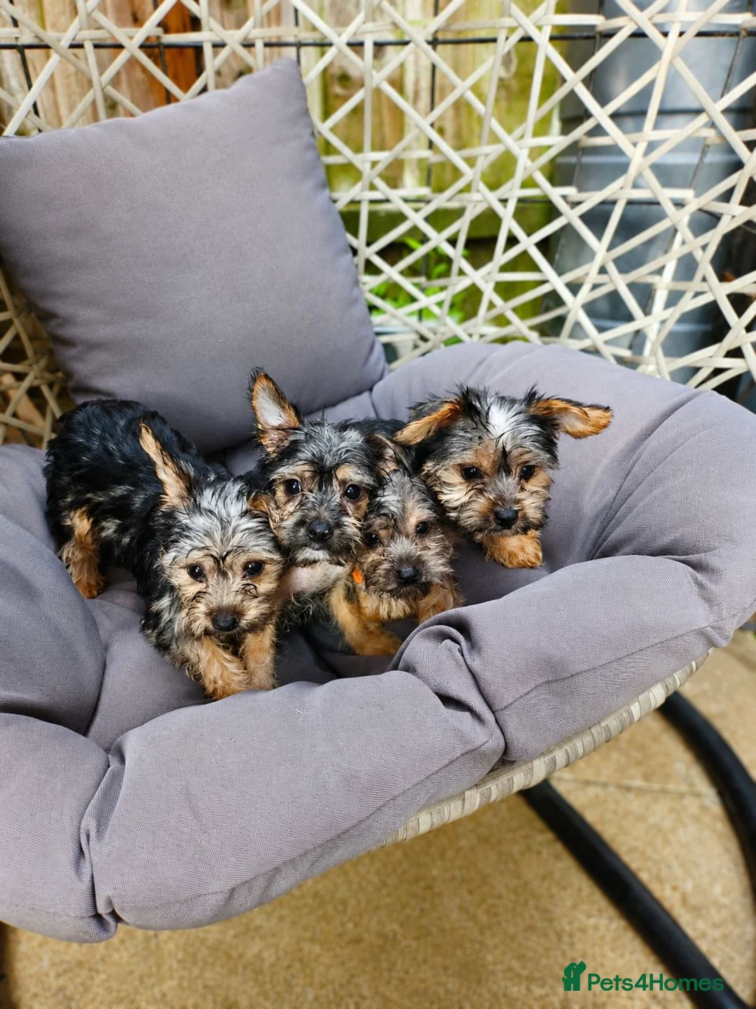 Yorkshire Terrier dogs for sale: Little popys  - Advert 1