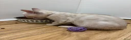 Bengal cats for sale: Pedigree Snow Glittery Bengals  - Advert 13