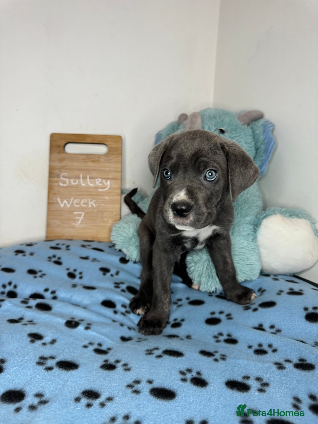 Cane Corso dogs for sale: Cane corso puppies for sale  - Image 6