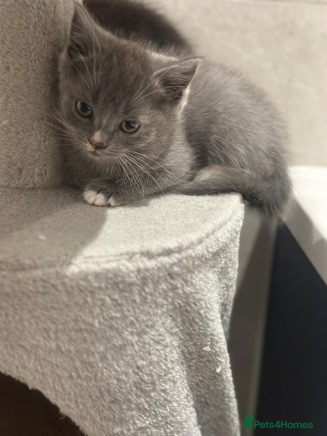 Ragdoll cats for sale: 4 kittens looking for new family  - Image 5