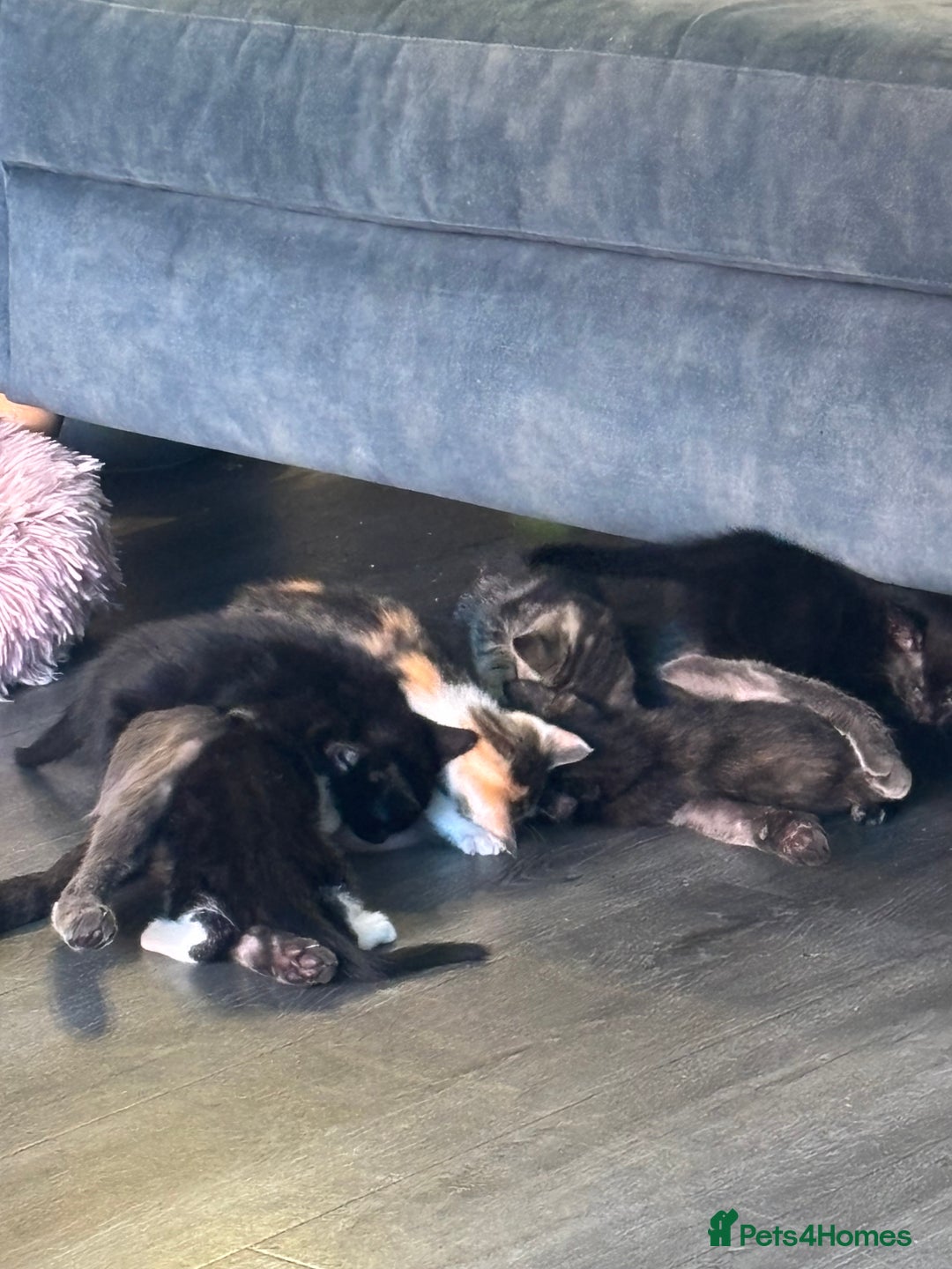Mixed Breed cats for sale: Stunning litter of 7 kittens - Image 8