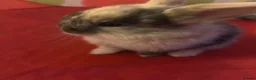 Mixed Breed rabbits for sale: 3 Mini lion lops  - Advert 6