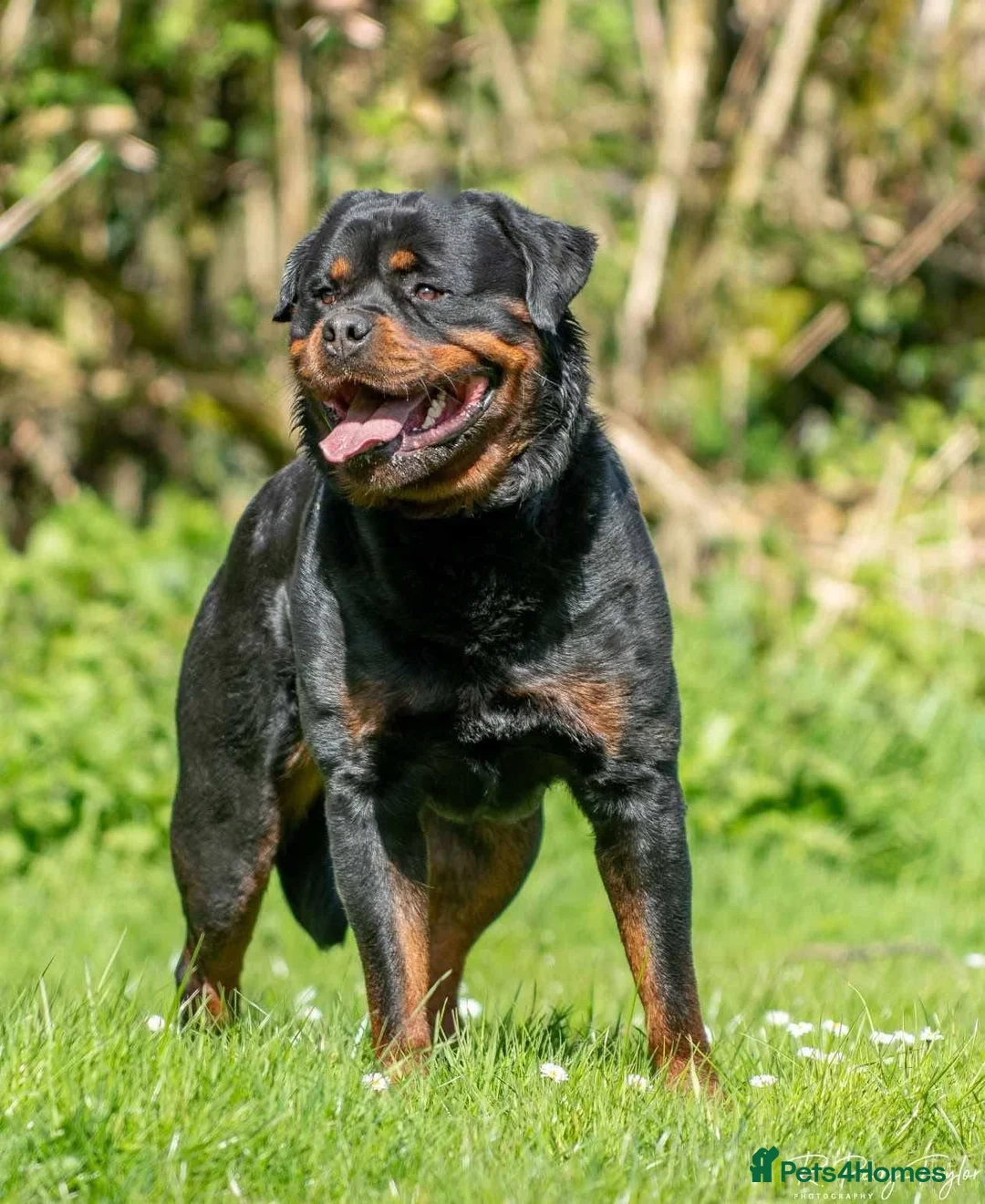Rottweiler dogs for sale: ELITE KC REGISTERED, GERMAN ROTTWEILER PUPPIES  in Cullompton - Advert 2