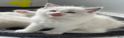 Ragdoll cats for sale: 5 Adorable male Ragdoll kittens for sale - Advert 13