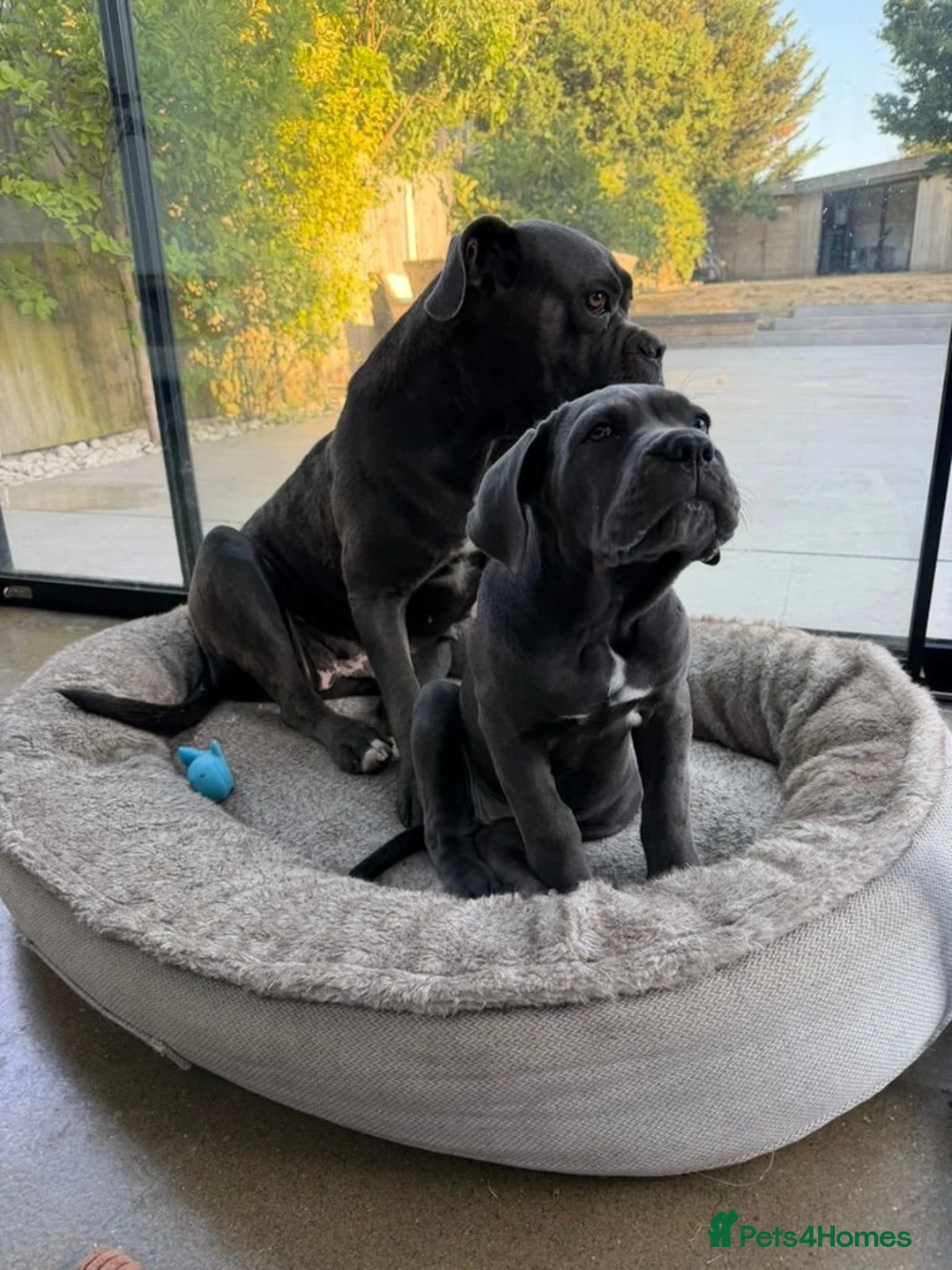 Cane Corso dogs for sale: Last Adorable Puppy Blue Cane Corso available - Advert 2