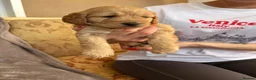Sproodle dogs for sale: Sproodle puppies  - Advert 13